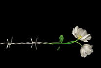 Imagem do site da ONU "The Holocaust and the United Nations Outreach Programme"