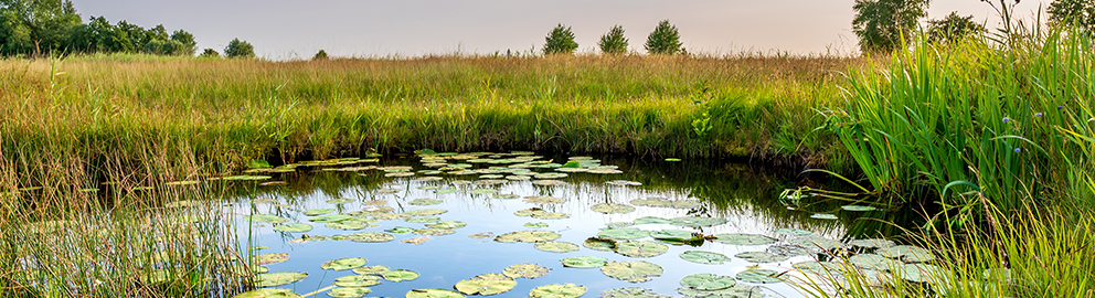 Dia Internacional da Diversidade Biológica