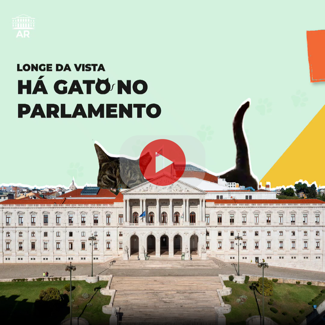 Há gato no Parlamento