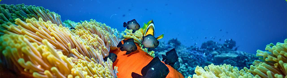 Dia Mundial dos Oceanos
